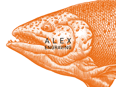 Engraving Salmon detail branding detail draw engraving graphic illustration paint print salmon