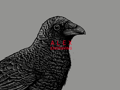 crow detail crow detail drawing engraving graphic illustration painting print