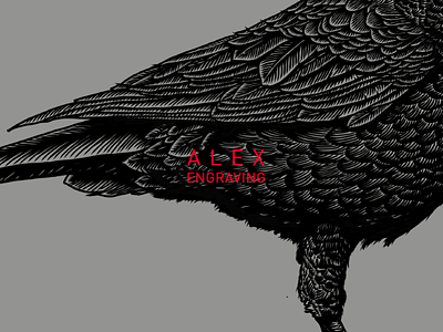 crow detail crow detail drawing engraving graphic illustration paintig print