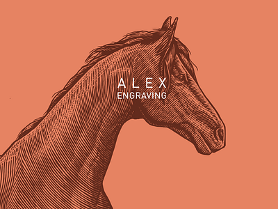 horse detail detail drawing engraving graphics horse illustration painting print