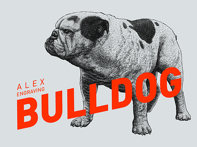 engraving bulldog