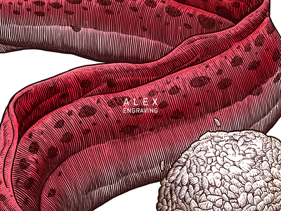 Engraving eel detail detail eel engraving illustration