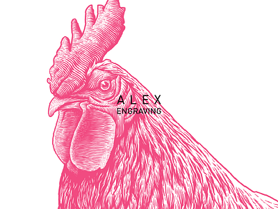 Cock detail cock detail drawing engraving graphic illustration print