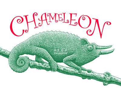 Engraving Chameleon chameleon drawing engraving freehand graphic illustration painting print