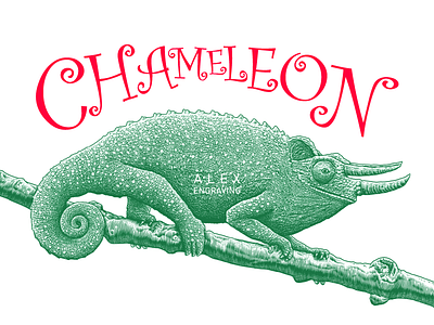 Engraving Chameleon