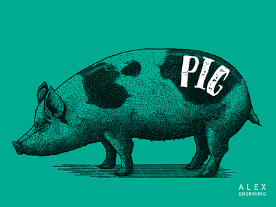 Engraving-pig drawing engraving feehand graphic illustration painting print