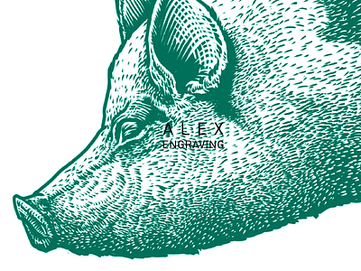 Pig detail detail drawing engraving graphic illustration painting pig prints