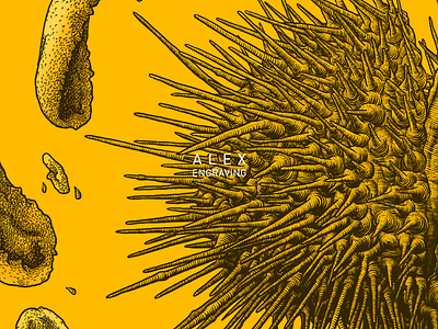 Engraving Sea Urchin detail