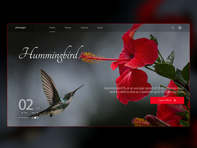 Hummingbird