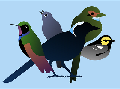 Cloud Forest Birds birds endemic species guatemala illustration keynote presentation solitaire