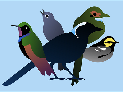 Cloud Forest Birds birds endemic species guatemala illustration keynote presentation solitaire