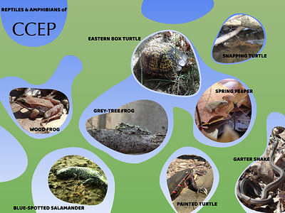 Herps of Calvin Ecosystem Preserve biological corridors frogs keynote presentation reptiles wildlife
