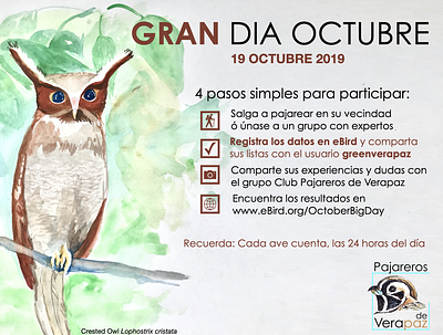 Grand Dia Octubre birds event guatemala illustration infographic owl social media design watercolor