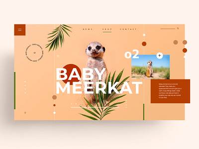 WEB - BABY MEERKAT