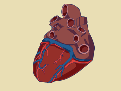 Heart (maybe final) update anatomy heart