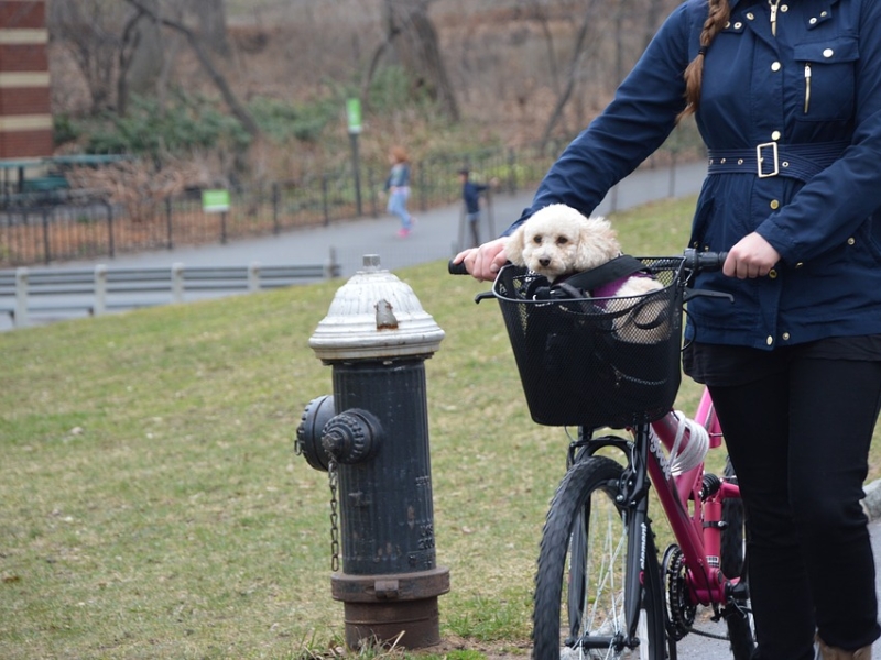 dog backpack bike riding