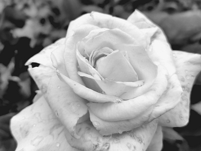 Rose with morning dew black white close up photography rose