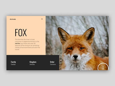 Fox figma minimal typogaphy webdesign