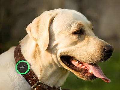 Pack: A collar-based wearable for dogs 3d app dogs ios modeling process wearable wireframes