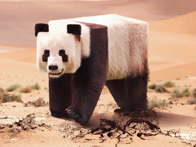 Minecraft in real life cube manipulation minecraft panda pandas photoshop photoshop art