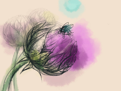 A Midsummer Night's Dream design drawing flower fly illustration plant procreate summer