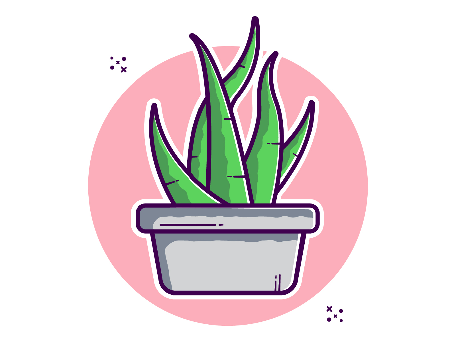 Aloe Vera Plant | Easy Care | Healing Plants | Lively Root