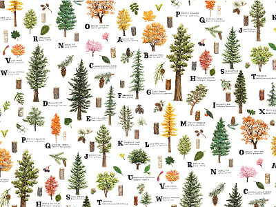 ABC Trees of the Pacific Northwest Watercolor Print botanical illustration douglas fir horticulture ink national parks naturalist oregon pacific northwest portland illustrator surface design trees watercolor west coast