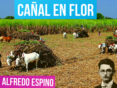 CAÑAL EN FLOR ALFREDO ESPINO 🎋💮 | Jícaras Tristes