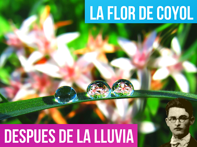 AL ENTREABRIRSE LA FLOR DE COYOL | Después de La Lluvia antologia poetica despues de la lluvia la flor de coyol