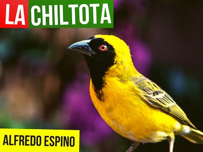 LA CHILTOTA ALFREDO ESPINO 🐦🥭 | Jícaras Tristes