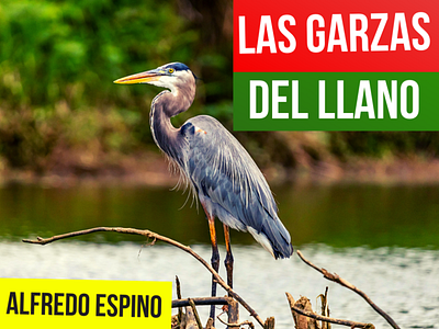 LAS GARZAS DEL LLANO ALFREDO ESPINO 🦩🍂 | Jícaras Tristes