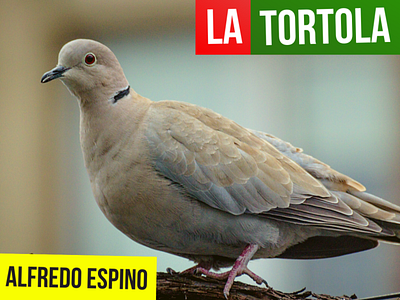 LA TORTOLA ALFREDO ESPINO 🕊️🌾 | Jícaras Tristes