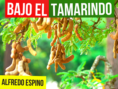 BAJO EL TAMARINDO ALFREDO ESPINO 👨‍🌾🫒 | Jícaras Tristes