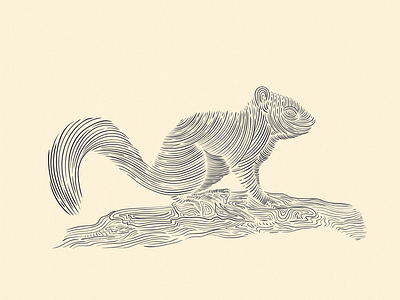 Squirrel digital drawing digital illustration drawing ink engraving hand drawn illustration illustration art illustrator ink drawing inking lineart linework pen and ink penandinkdrawing squirrel squirrel illustration vintage vintage design vintage illustration vintage logo