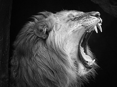 Lion at Lincoln Park Zoo big cat blackandwhite chicago lion photography wild animals wildlife photo
