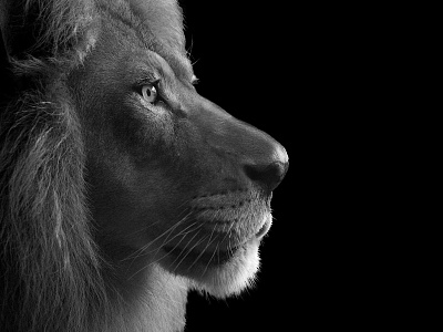 King big cat blackandwhite lion photography wild animals wildlife photo