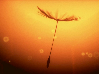 Taraxacum officinale 3d animation c4d cinema4d dandelion loop motion nature octane orange plant seed sun