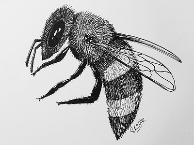 Bee animal art bee bees drawing illustration ink insect serious traditional