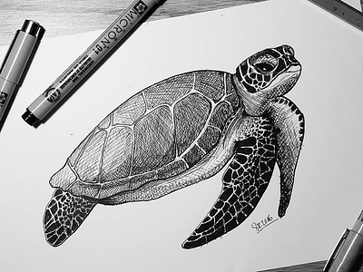 Turtle drawing illustration ink ocean sea shell traditional turtle