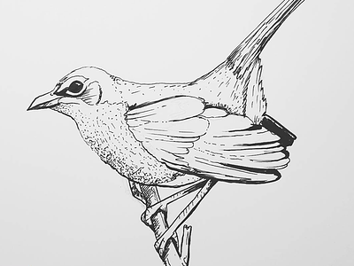 Bird beak bird blackandwhite bw drawing feather illustration traditional