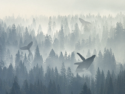 Morning whales art fog forest illustration morning whales
