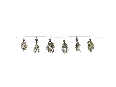 Hanging Herbs design green herbs illustration love rosemary