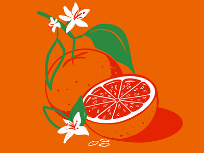 Waiting for summer botanical illustration oranges procreate
