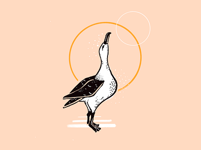 Albatross animal bird illustration