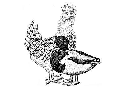 Poultry birds chicken duck illustration ink