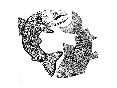 Fish fish illustration ink salmon whitefish