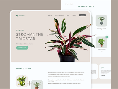 Plant Website Design adobe illustrator branding calathea design desktop ui earth tones ecommerce natural online store photography plant store plants prototype shopping website web design website website design wireframe