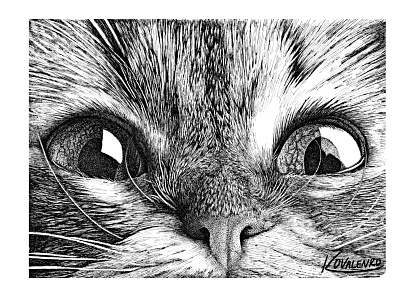 Curiosity animalportrait cat ink pen penandink