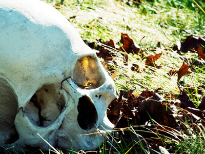Skull 4 phography skull