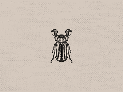 June Beetle beetle entomology illustration insect vector